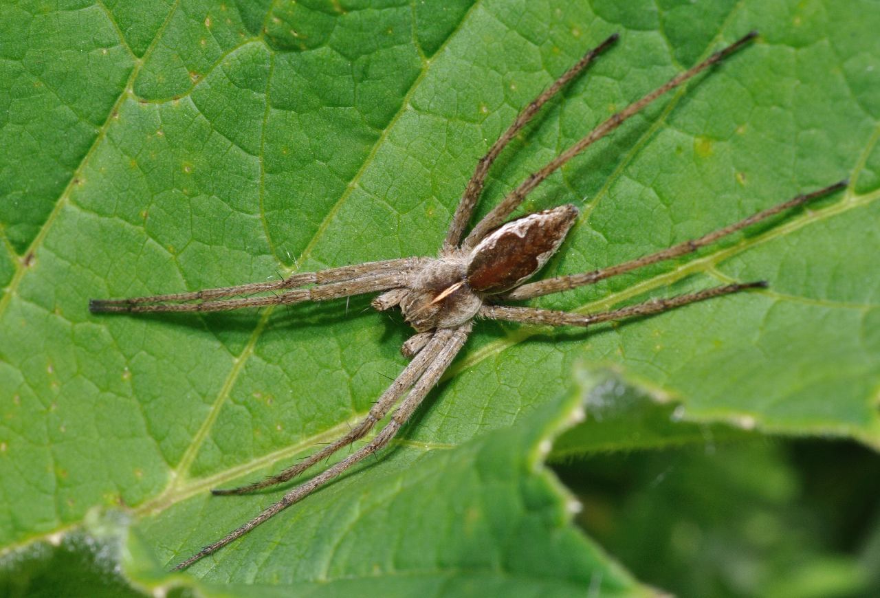 Tibellus oblongus; Pisaura sp.